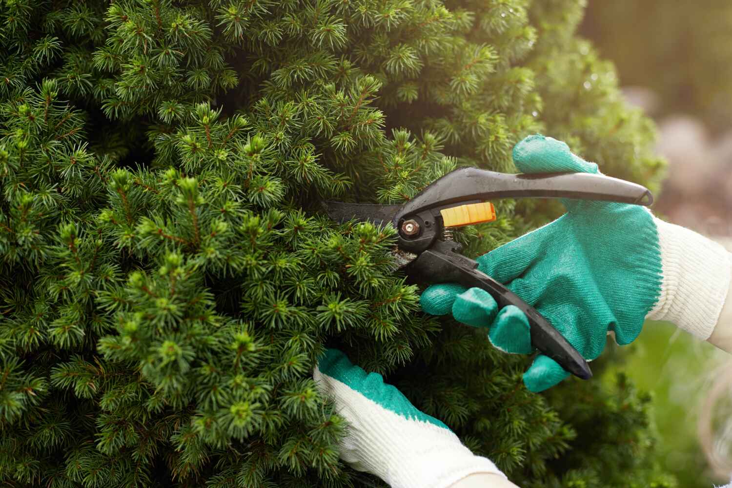 Professional Tree Service in Wentzville, MO